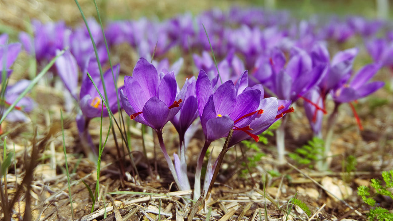 Saffron Crocus