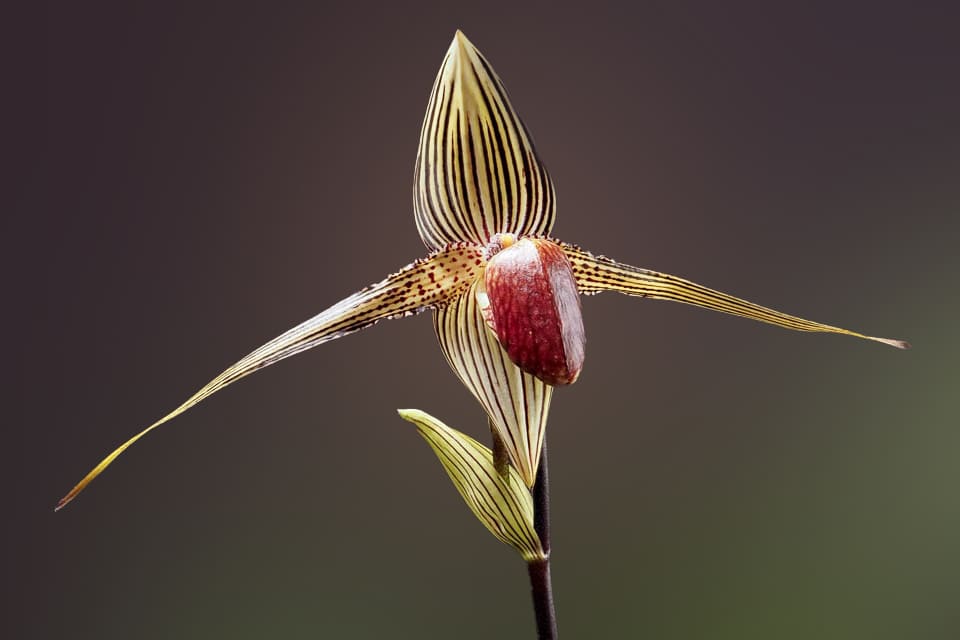 Rothschild's Slipper Orchid