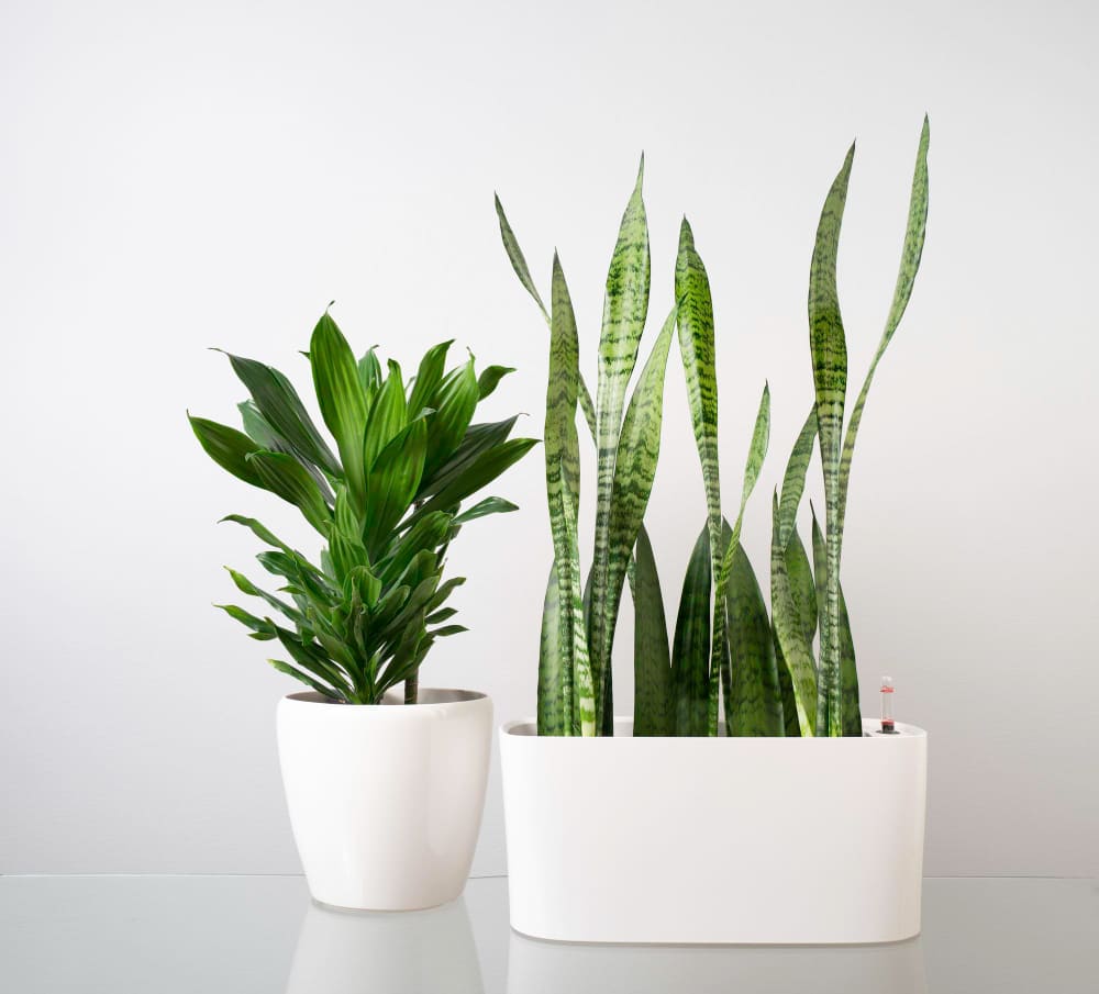 Sansevieria