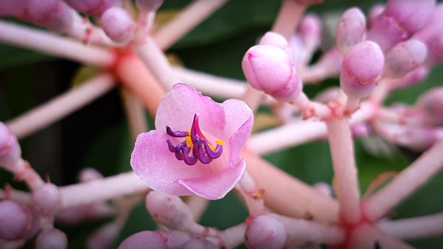 Medinilla Magnifica