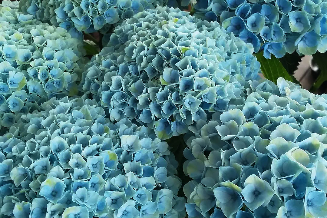 Hydrangea