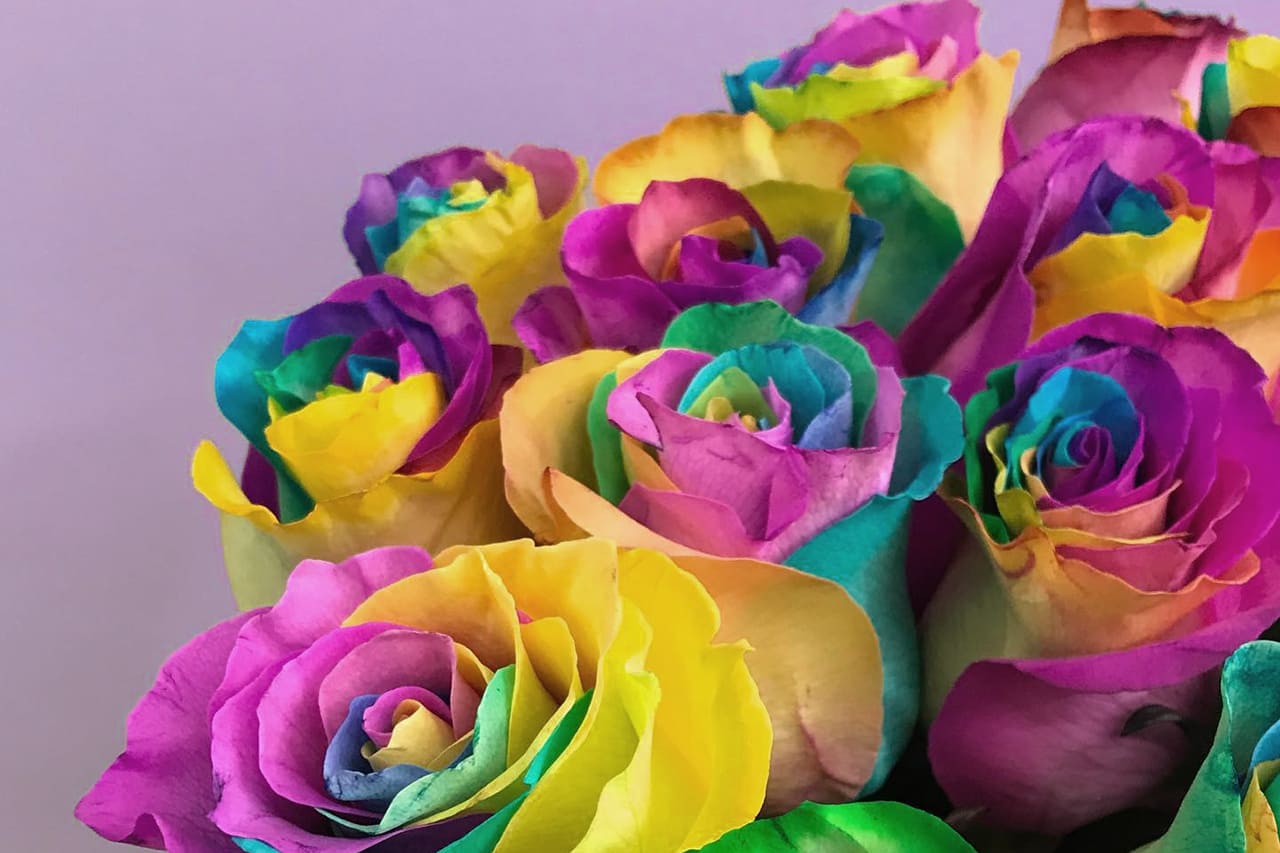 Rainbow Roses