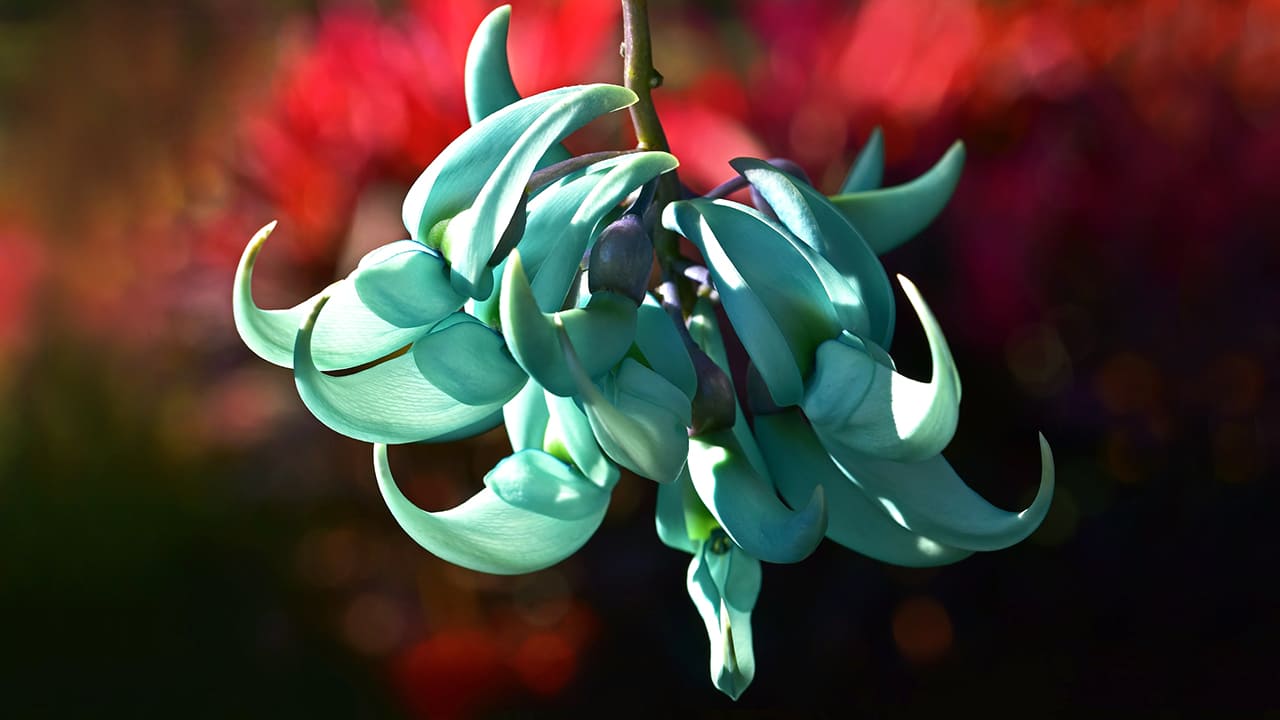 Jade Vine