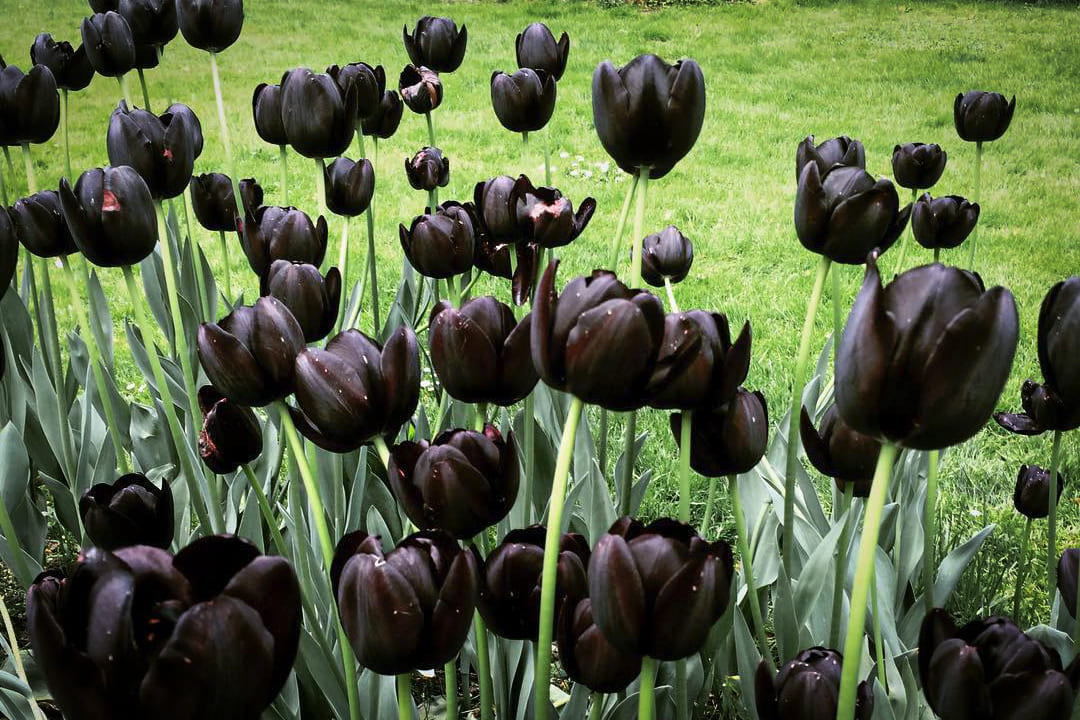 Black Tulip