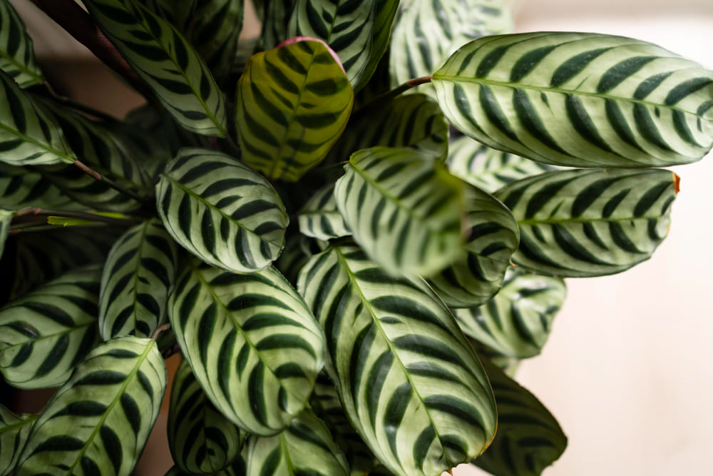 Calathea