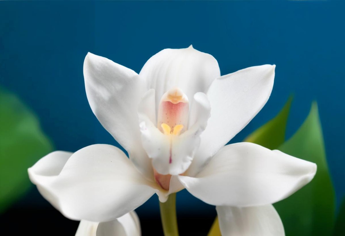 White Nun Orchid