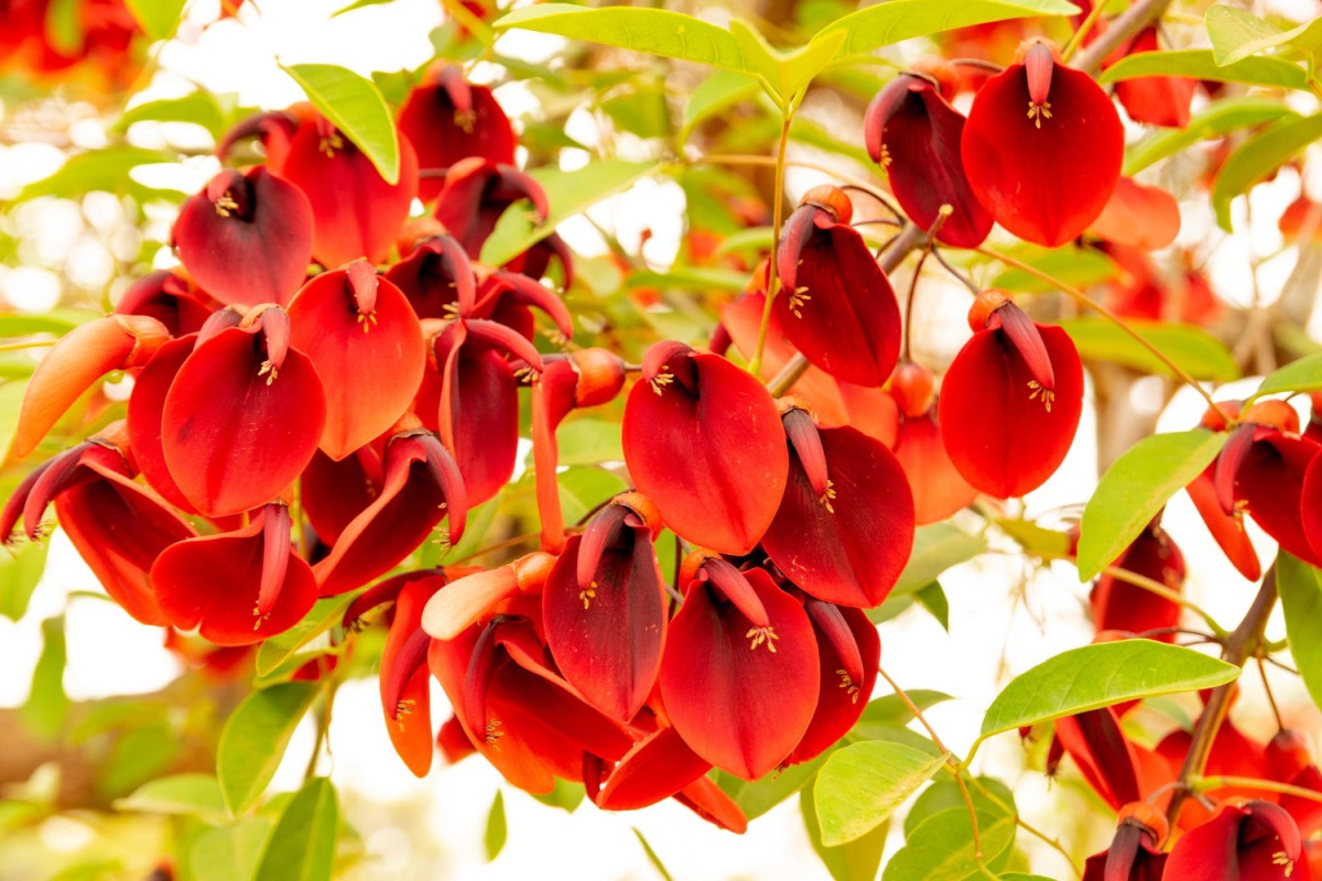 Erythrina crista-galli