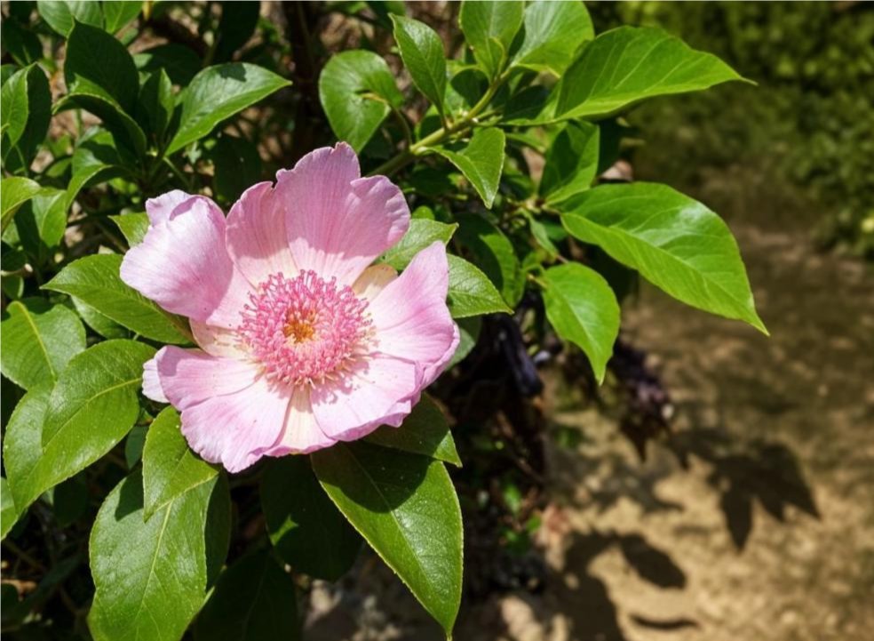 Rosa de Bayahibe