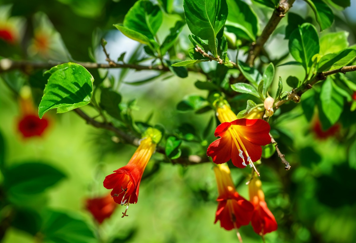 Cantua buxifolia