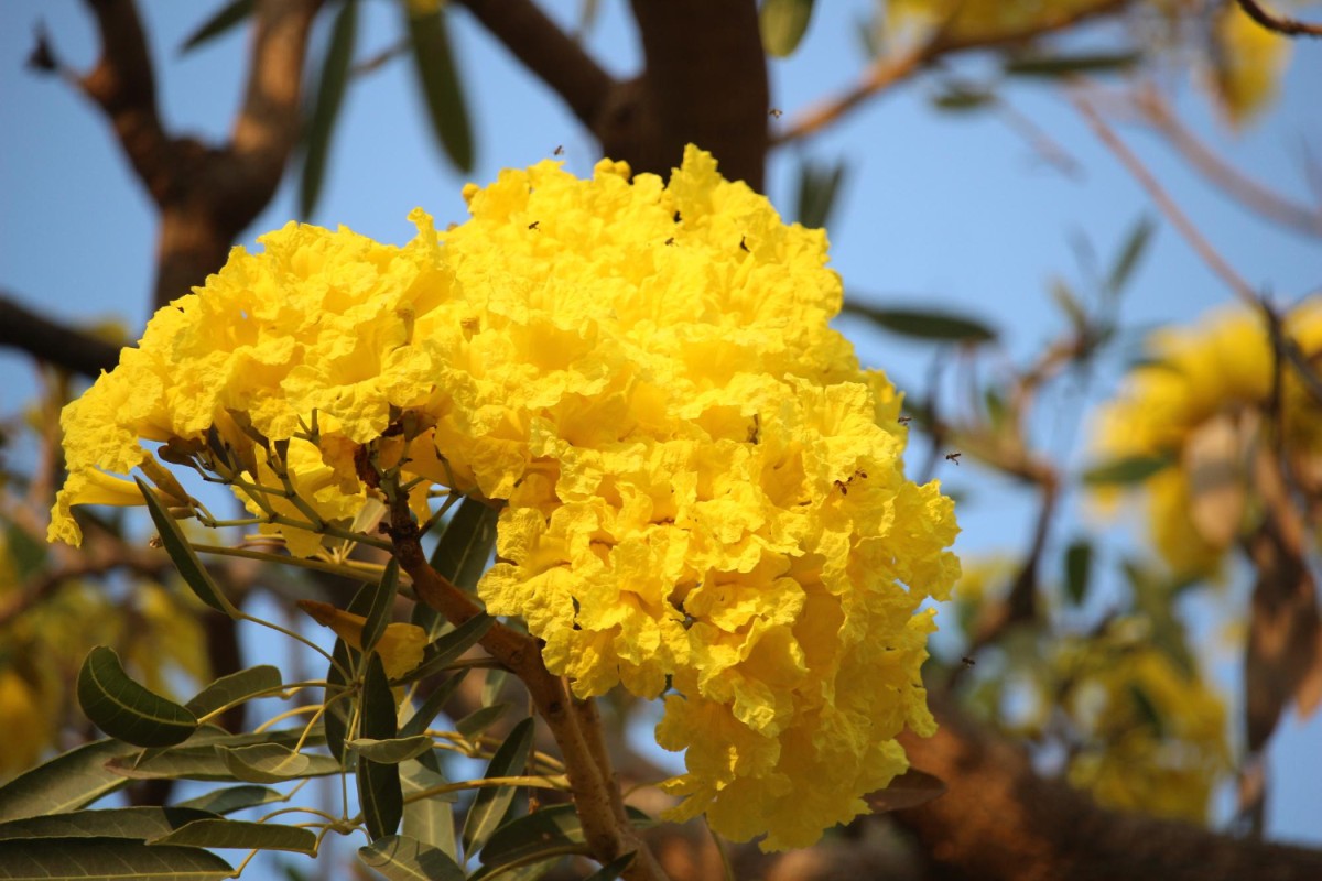 Handroanthus chrysotrichus