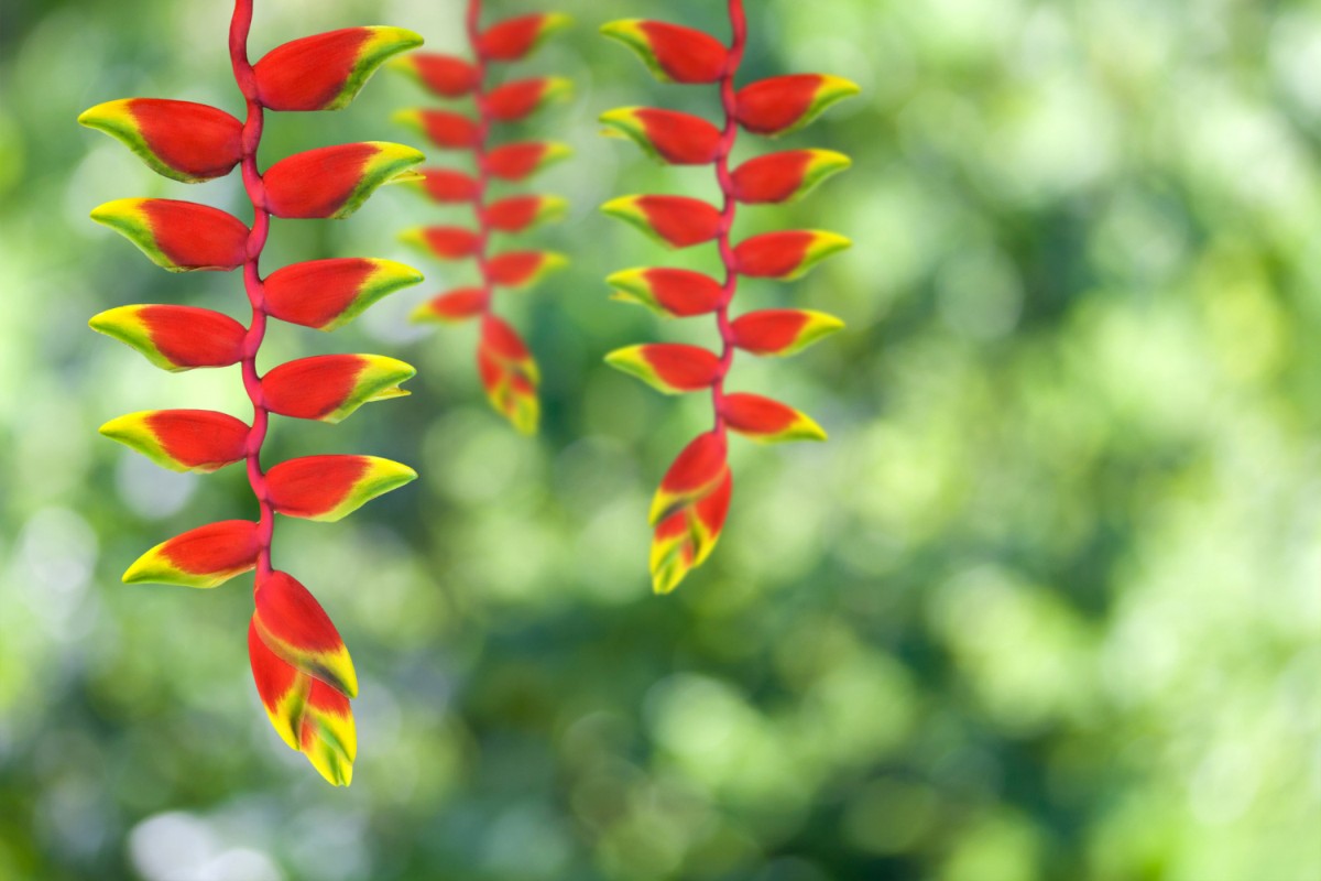 Heliconia rostrata