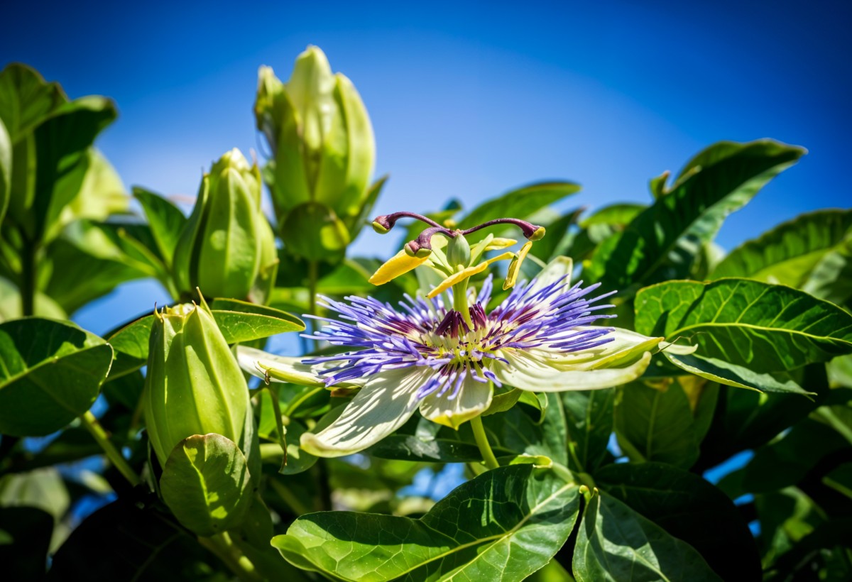 Blue Passionflower