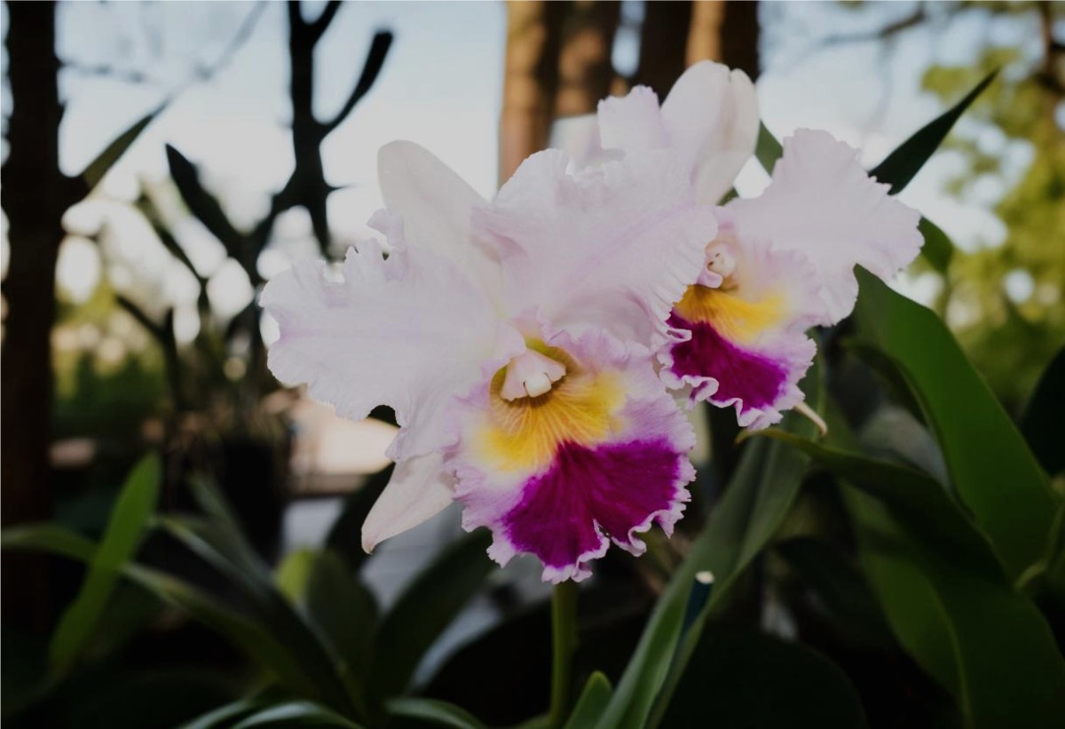 Cattleya trianae