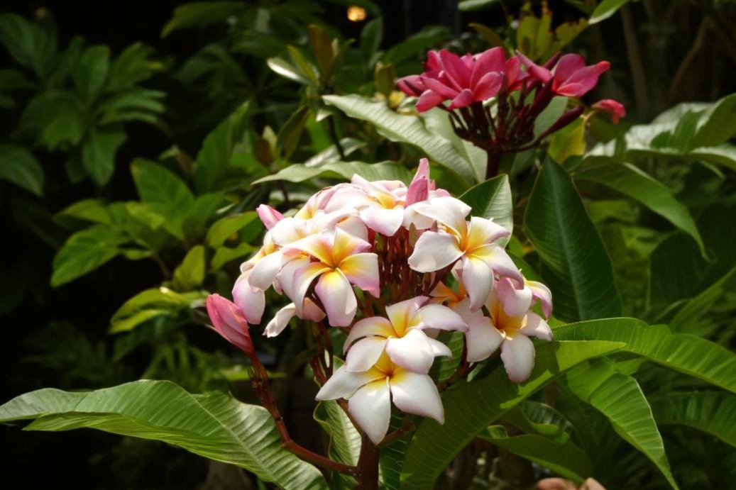 White Plumeria