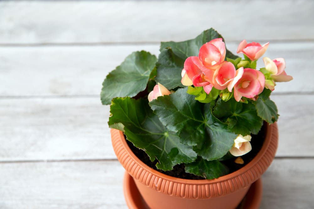 Begonia