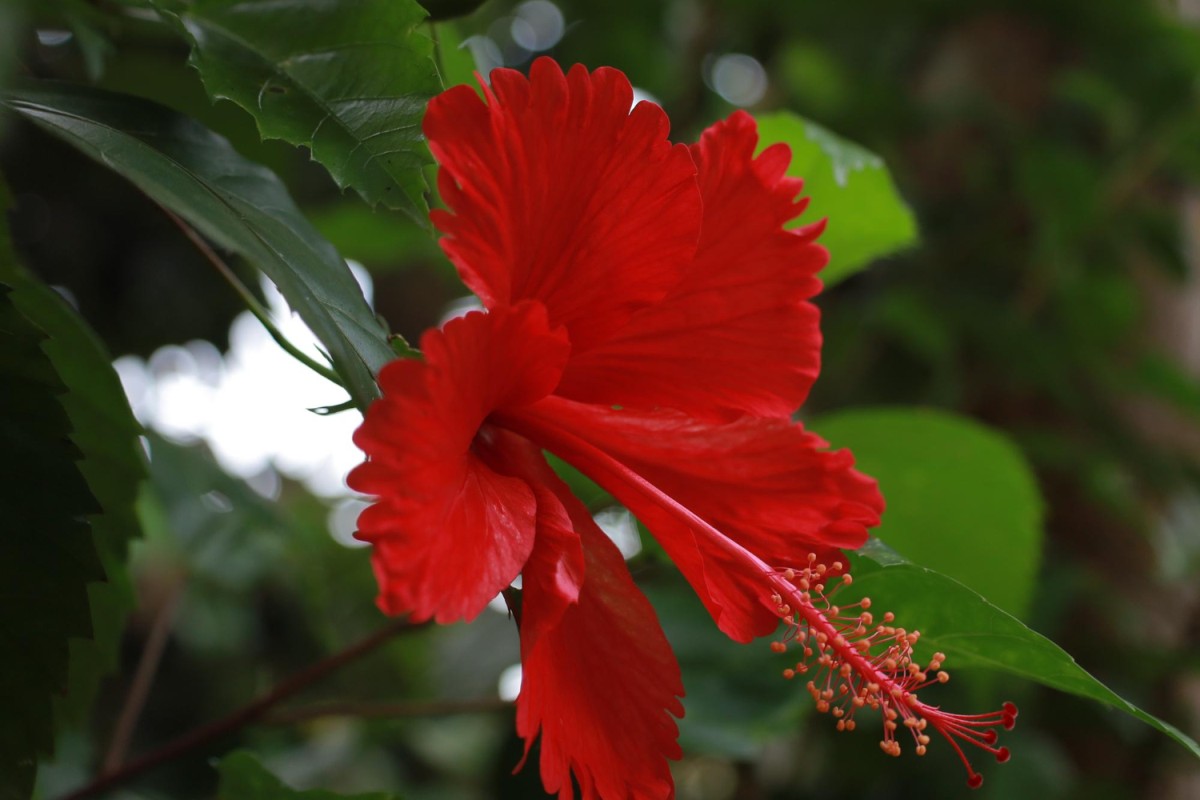 Hibiscus