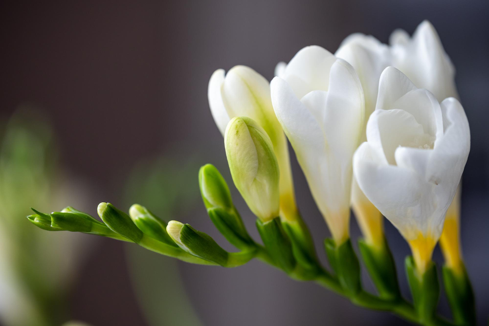 Freesia's met klokvormige geurende bloemen