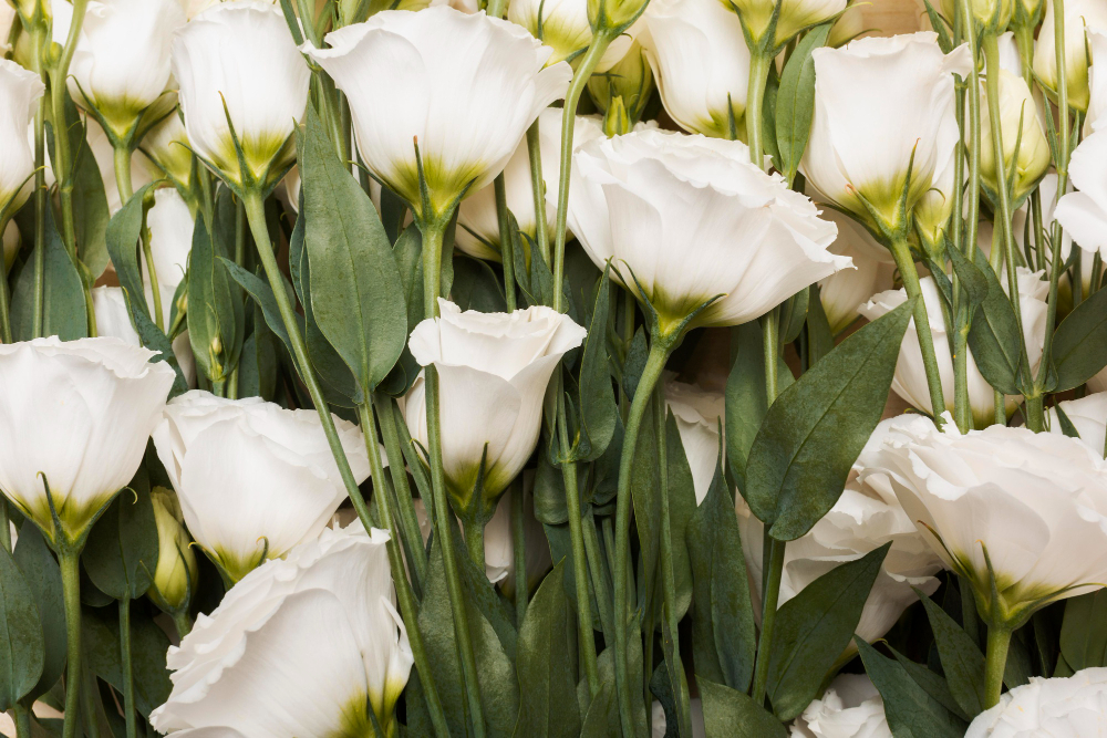 Eustoma's (lisianthus) in zachte tinten
