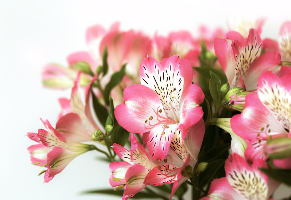 Alstroemeria's in verschillende tinten in een boeket