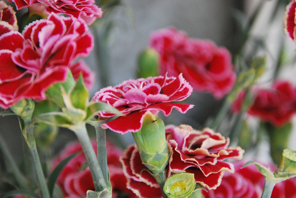 Anjers (Dianthus) in een boeket