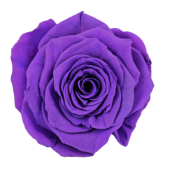 Preserved Roses Purple 6-6,5 cm