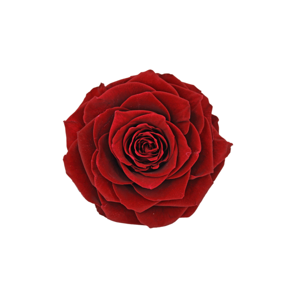 Preserved Roses Dark Red 8-10 cm