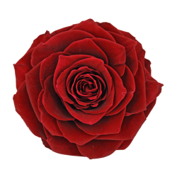 Preserved Roses Dark Red 8-10 cm