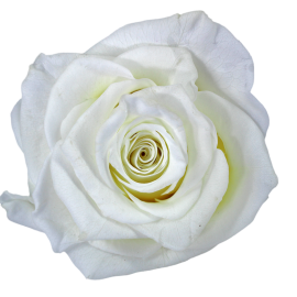 Preserved Roses White 3-3,5 cm