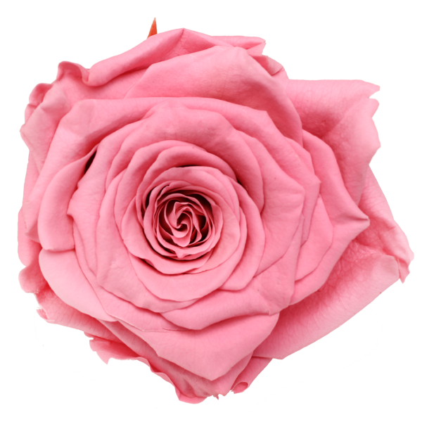 Preserved Roses Pink 3-3,5 cm