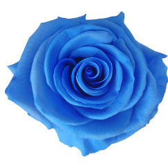 Preserved Roses Blue 8-10 cm