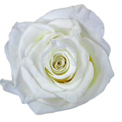 Preserved Roses White 6-6,5 cm