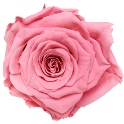 Preserved Roses Pink 6-6,5 cm