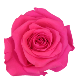 Preserved Roses Fucsia 6-6,5 cm