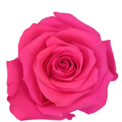 Preserved Roses Fucsia 6-6,5 cm