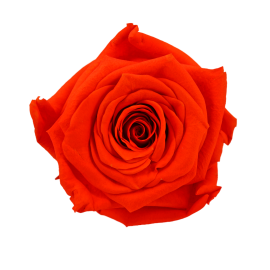 Preserved Roses Red  6-6,5 cm