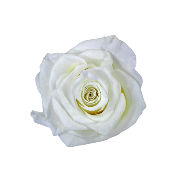 Preserved Roses White 6-6,5 cm