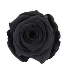 Preserved Roses Black 8-10 cm