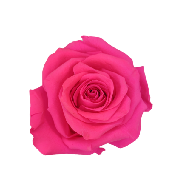 Preserved Roses Fucsia 6-6,5 cm