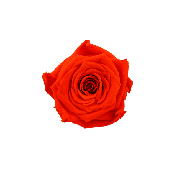 Preserved Roses Red  6-6,5 cm