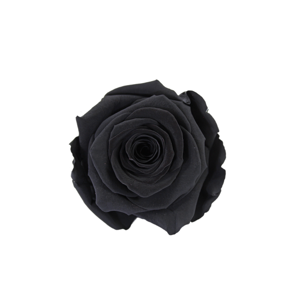 Preserved Roses Black 8-10 cm