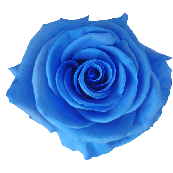 Preserved Roses Blue 8-10 cm