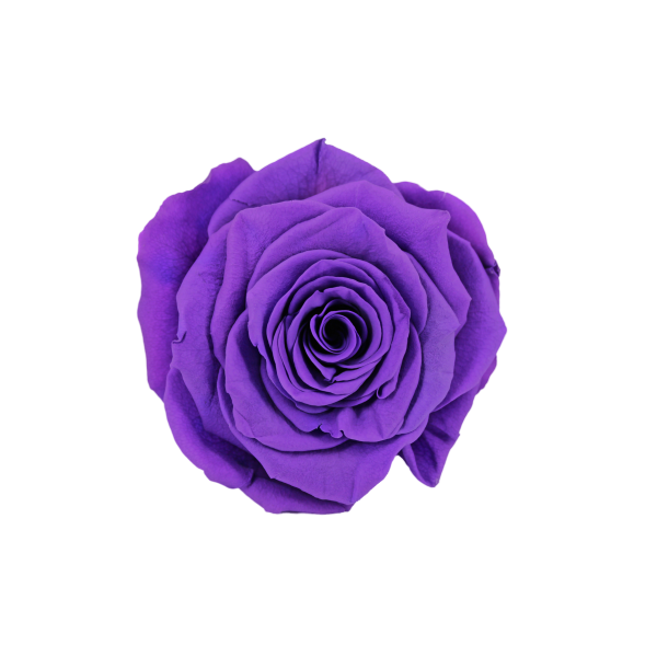 Preserved Roses Purple 8-10 cm