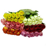 Mix roses, Roses