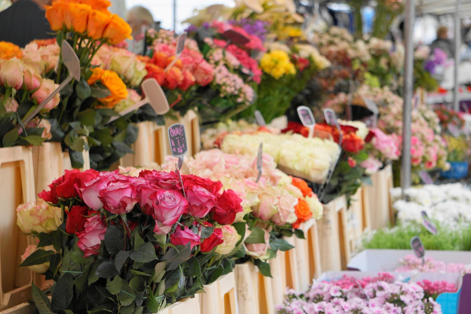De 10 langst houdbare snijbloemen voor boeketten De 10 langst houdbare snijbloemen voor boeketten